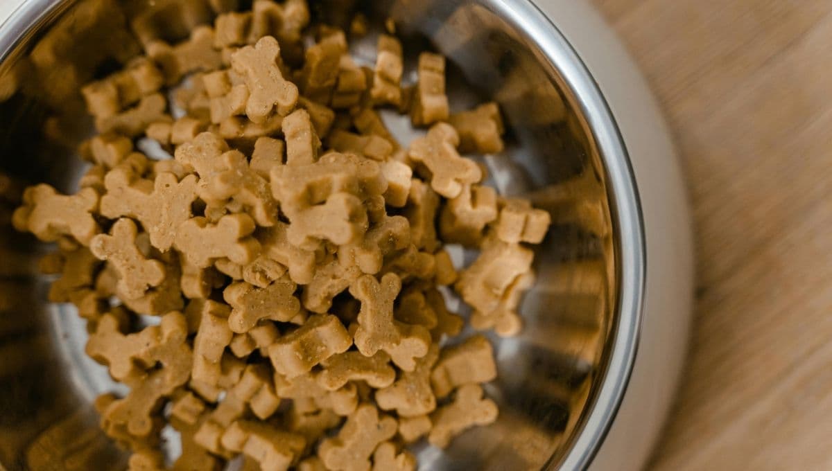Proponen eliminar el IVA en las croquetas para perro; ¿cuánto dinero ahorrarías?