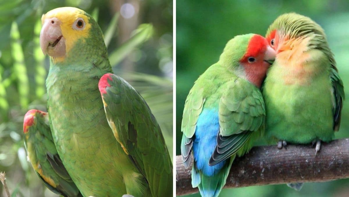 ¿Cómo hacer un juguete casero para periquitos australianos? | Fácil y bonito