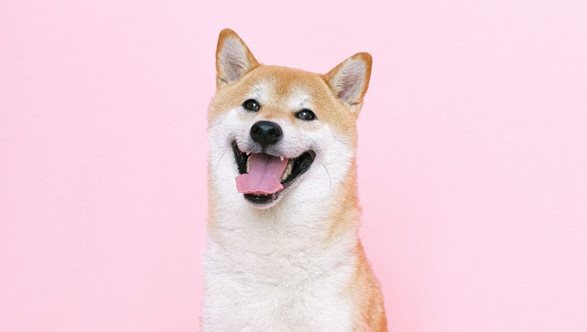 ¿Cómo hacer piñatas para perros?