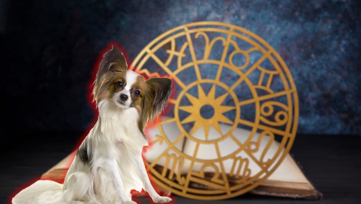 Horóscopo de tu perro: Las predicciones para tu lomito hoy martes 3 de diciembre