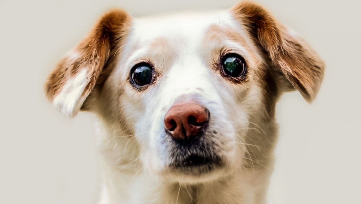 ¿Cómo hacer orejeras antiruido para perritos? PASO A PASO