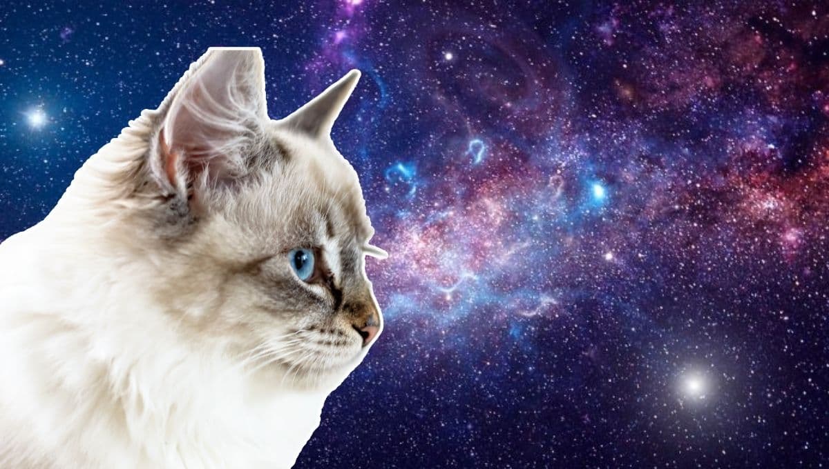 Horóscopo de tu gato: Las predicciones para tu michi hoy martes 3 de diciembre