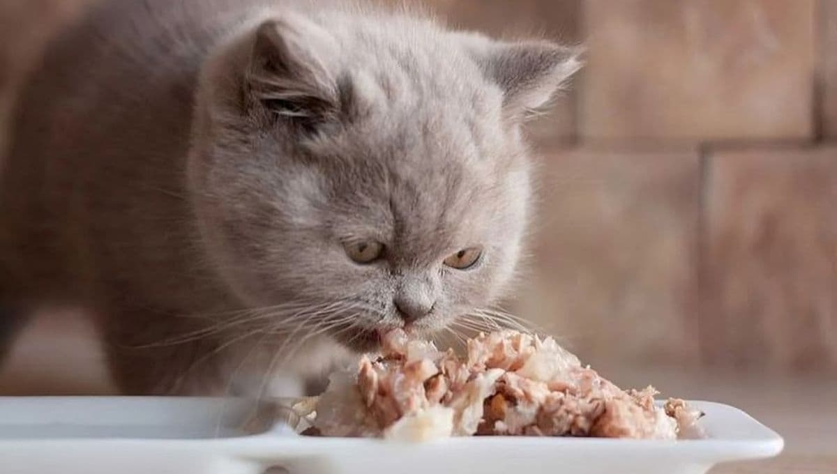 ¿Qué le pasa a mi gato si come comida caducada?