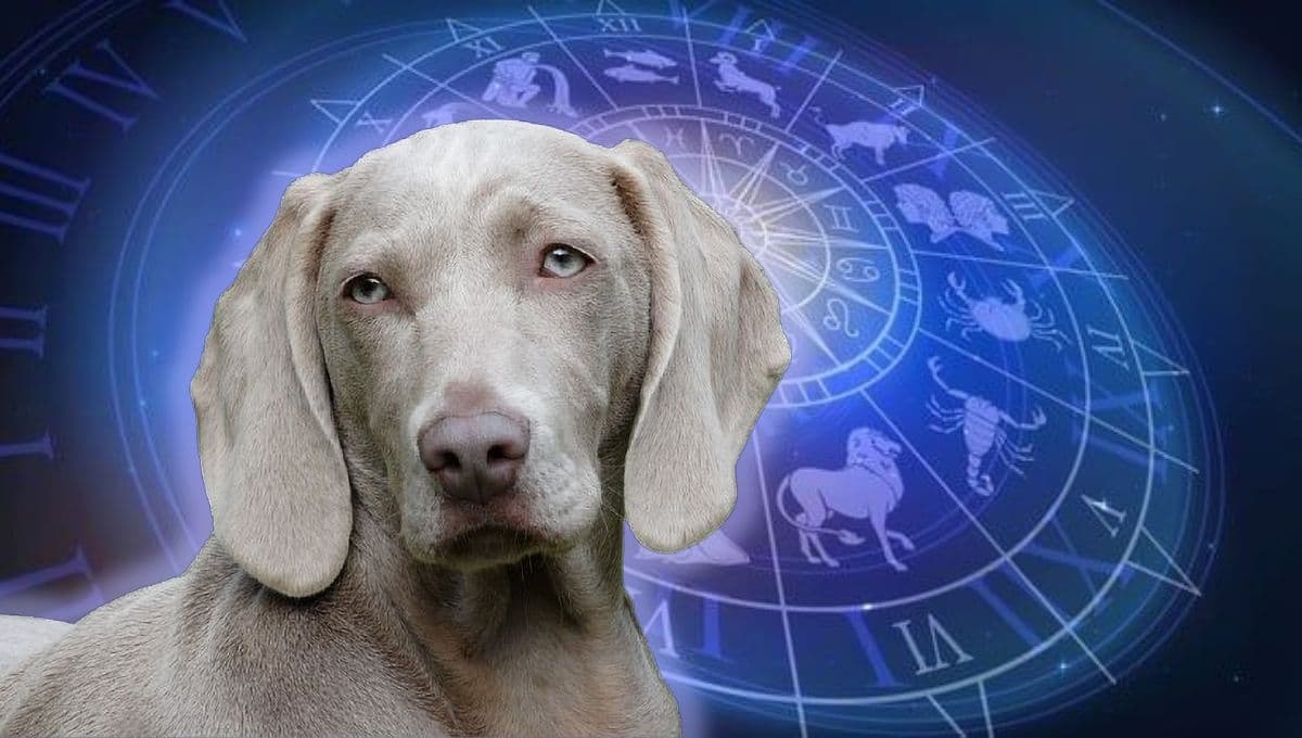 Horóscopo de tu perro: Las predicciones para tu lomito hoy  domingo 8 de diciembre