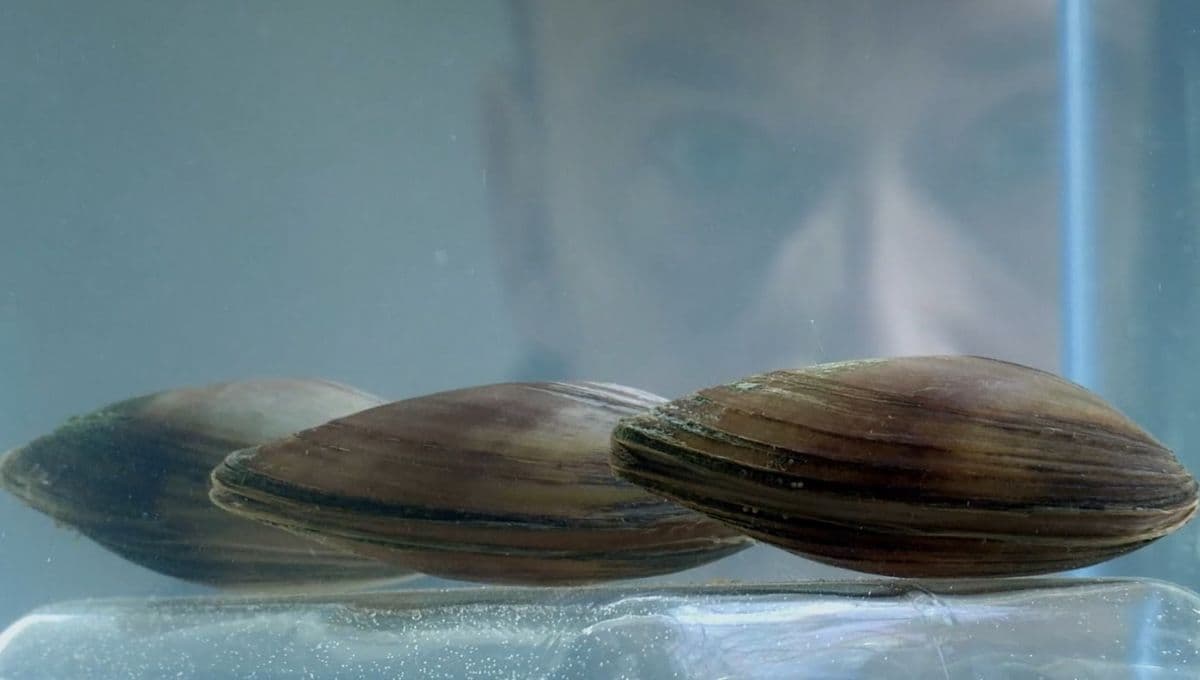 Las pequeñas almejas que ayudan a evitar la contaminación del agua en Varsovia