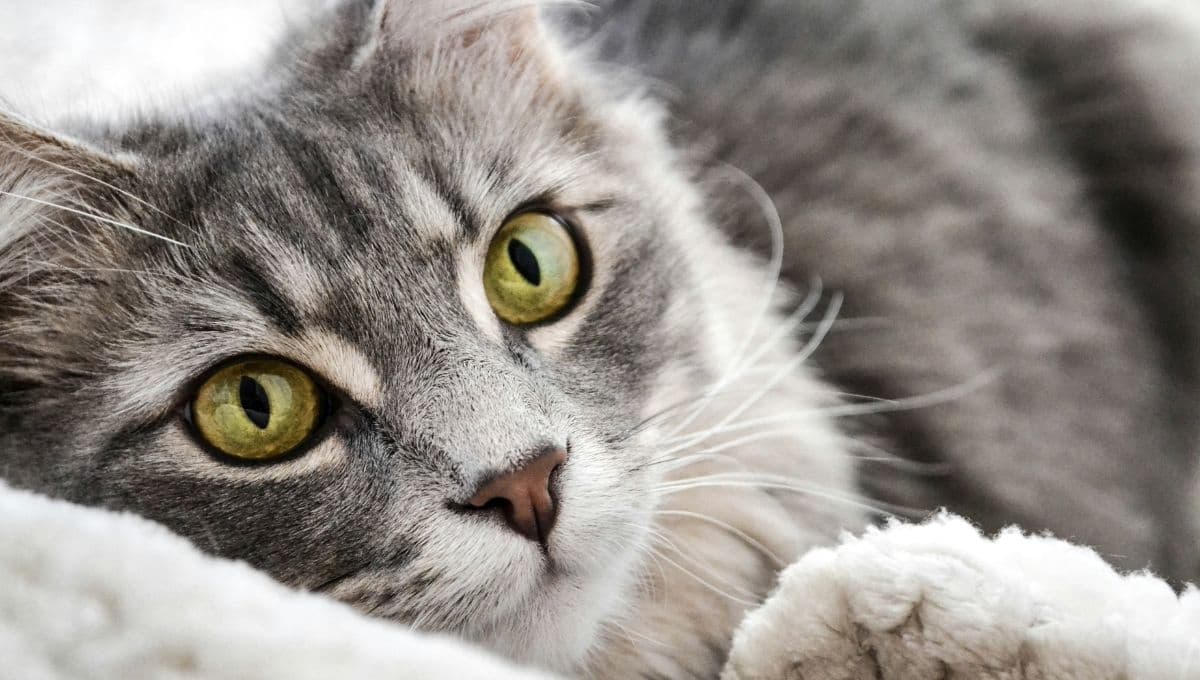 ¿Mi gato sabe que estoy embarazada?