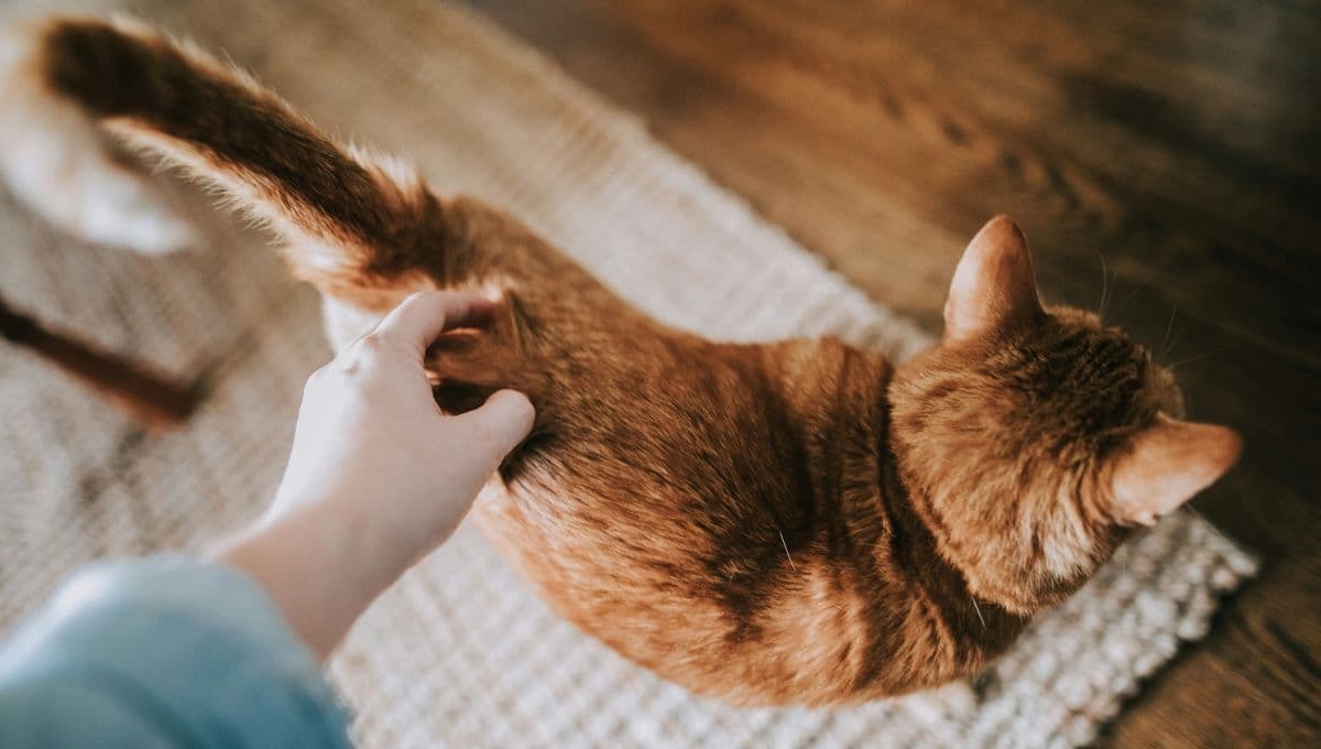 5 tips para que mi gato no suelte pelo