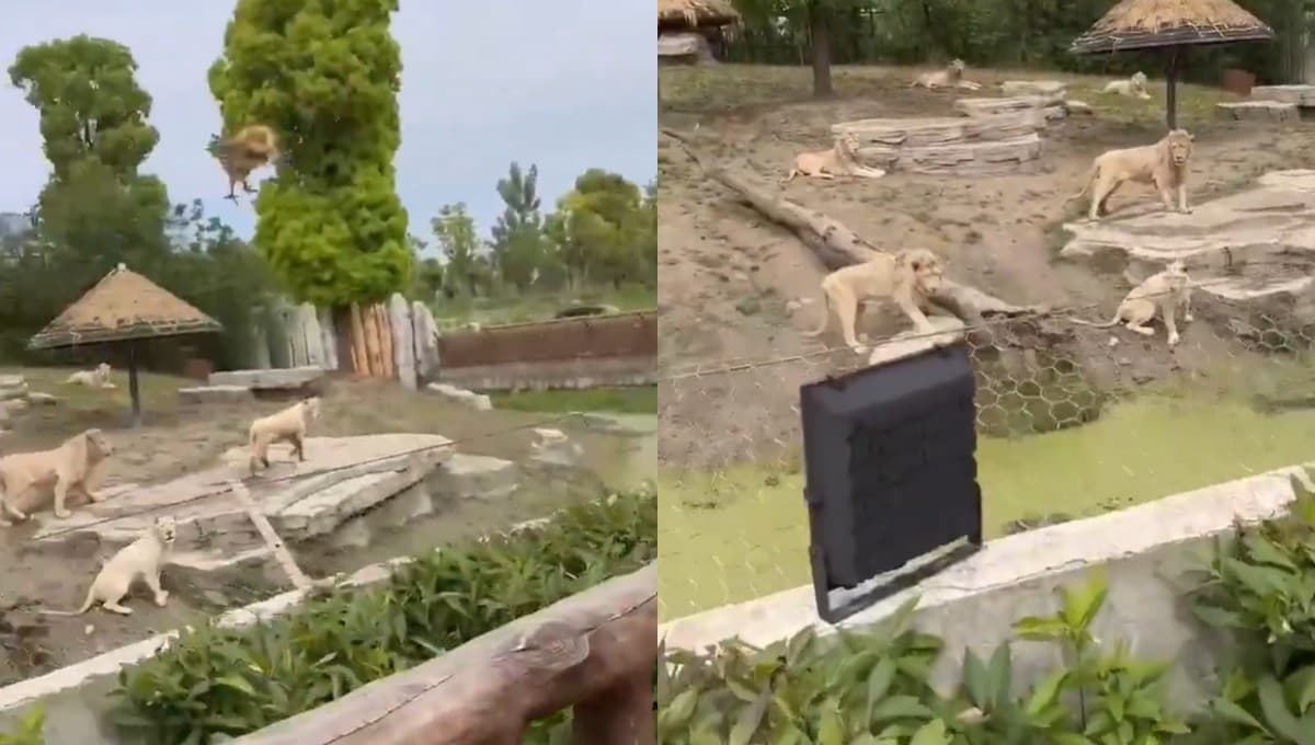 ¡Qué crueles! Revelan que en China venden animales VIVOS para alimentar a los leones