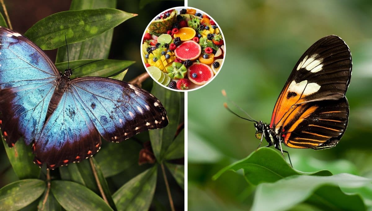 ¿Cómo atraer mariposas con frutas fácil y rápido?