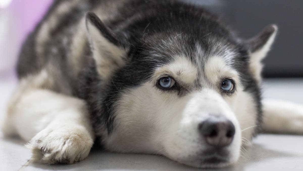 ¿Cómo saber si mi perro tiene artritis o artrosis?