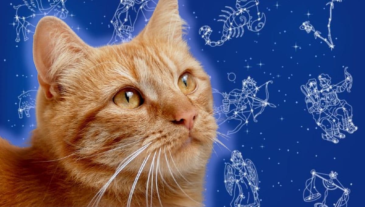 Horóscopo de tu gato: Las predicciones para tu michi hoy lunes 9 de diciembre