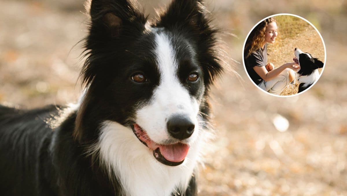 ¿Qué tan bueno es tener un border collie?
