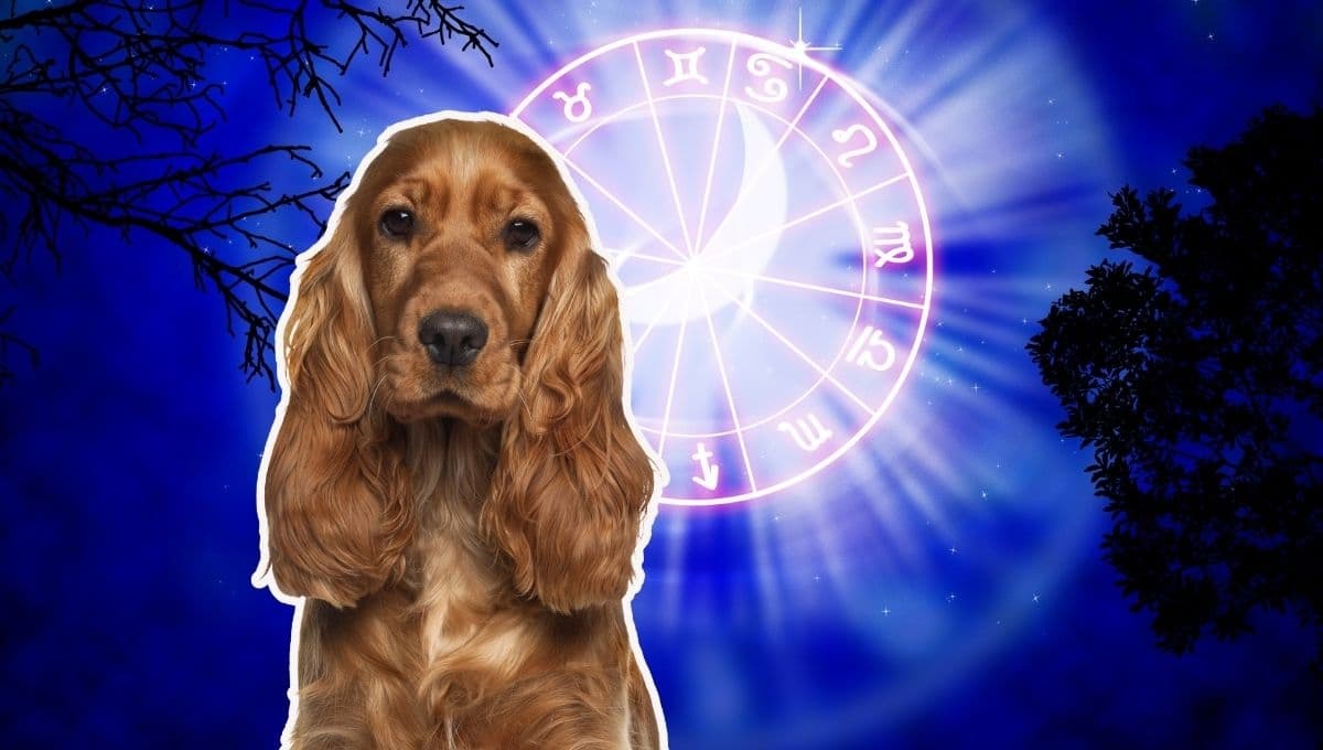Horóscopo de tu perro: Las predicciones para tu lomito hoy jueves 5 de diciembre