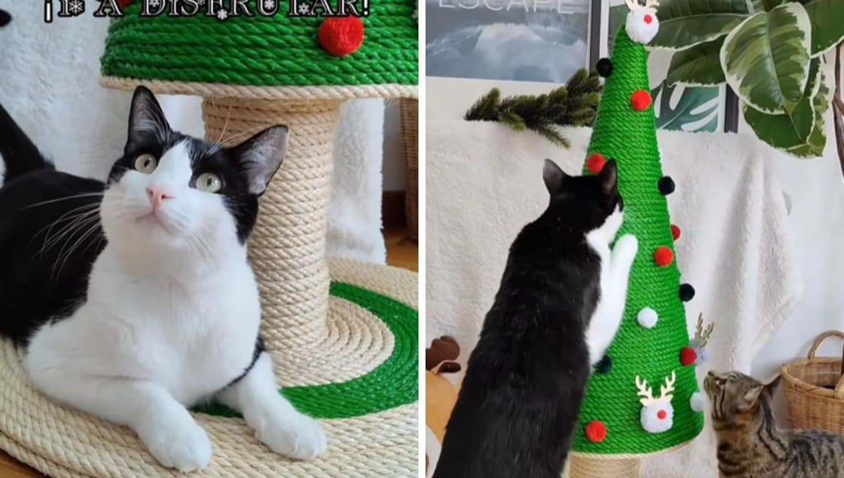 Cómo hacer un árbol de Navidad rascador para gatos
