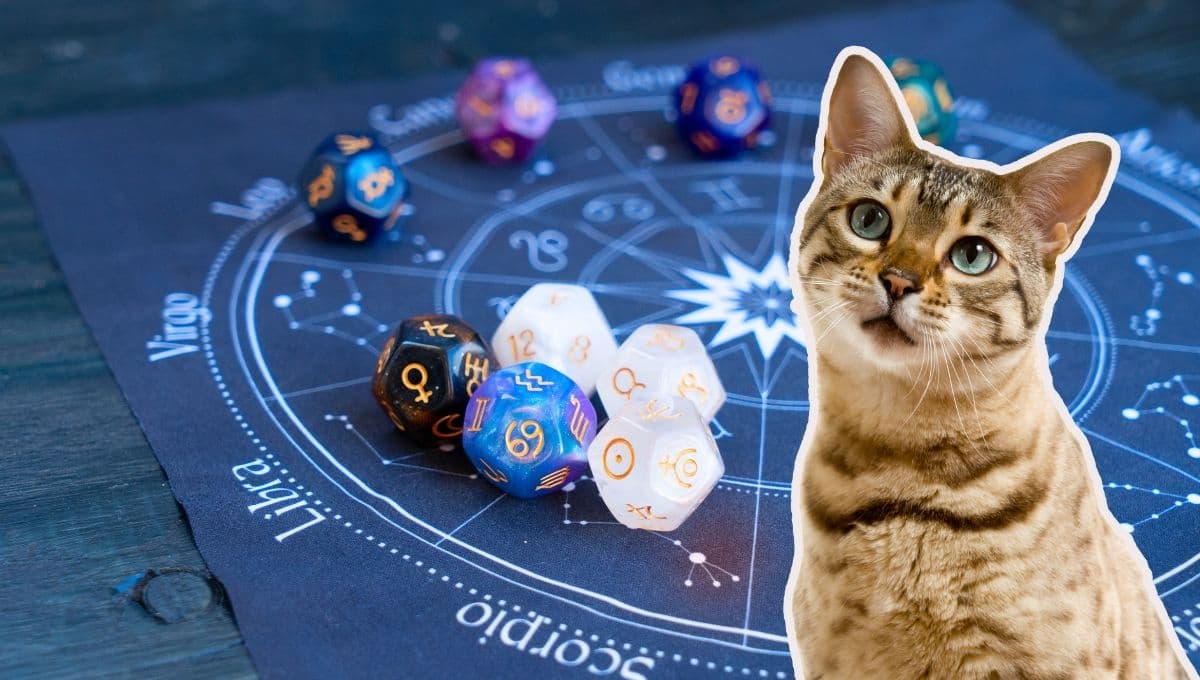 Horóscopo de tu gato: Las predicciones para tu michi hoy jueves 5 de diciembre