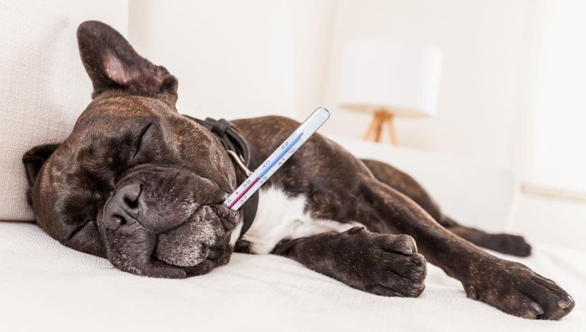 ¿Cuál es la enfermedad más peligrosa de los perros?