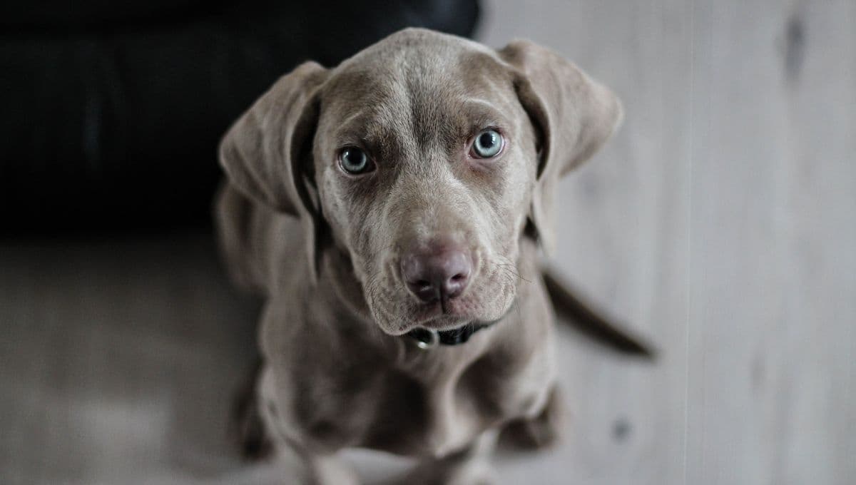 ¿Qué ponerle a un perro ciego para que no choque?