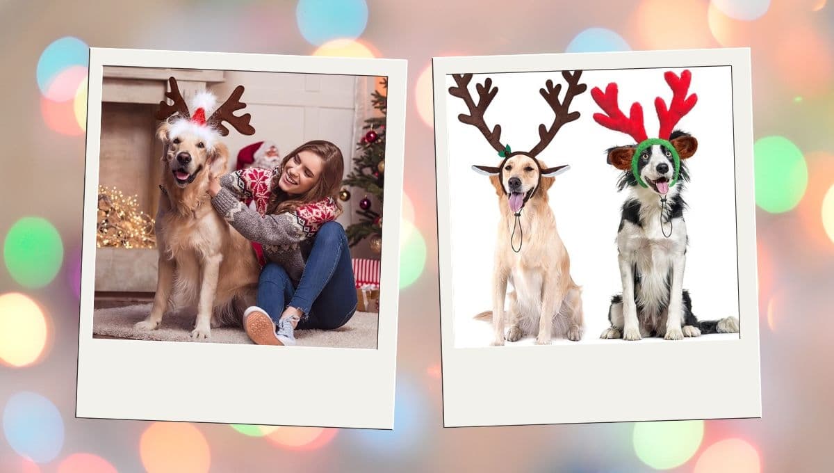 3 modelos de orejas de reno para tus lomitos esta Navidad