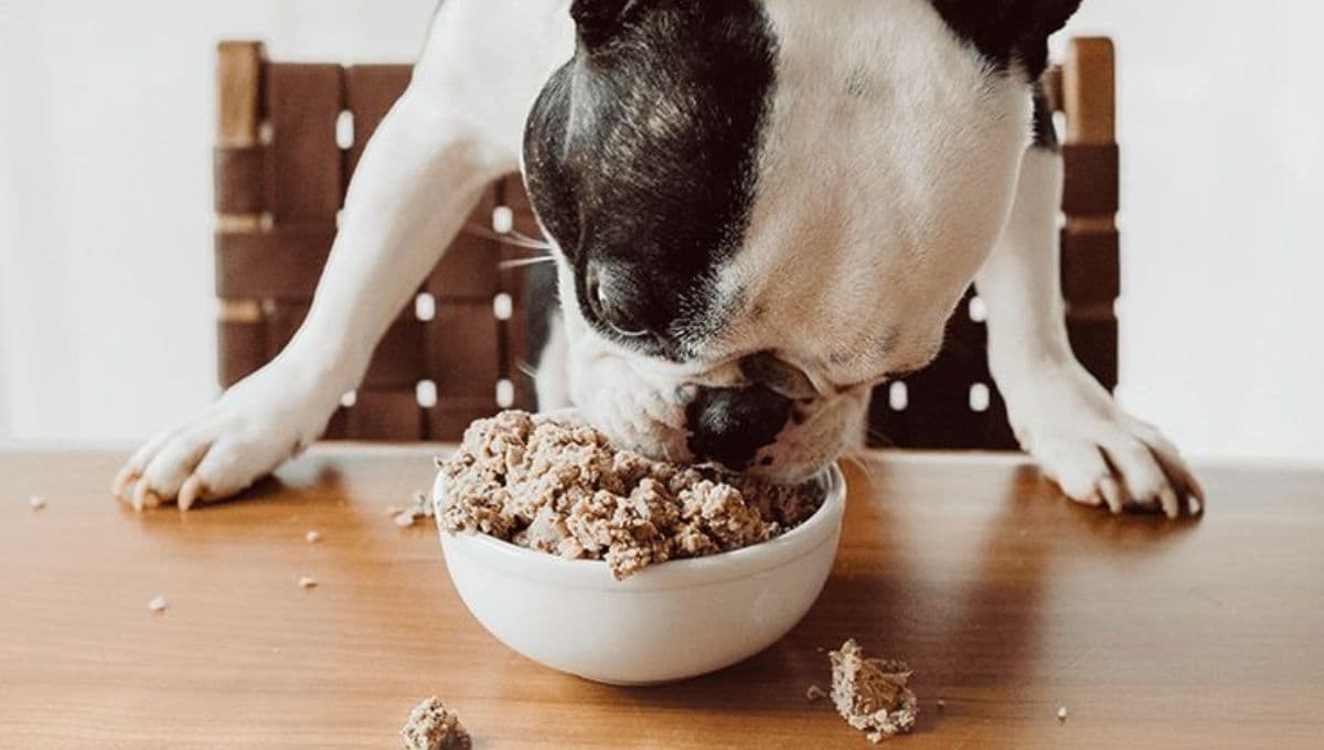 ¿Qué pasa si mi perro come bacalao?