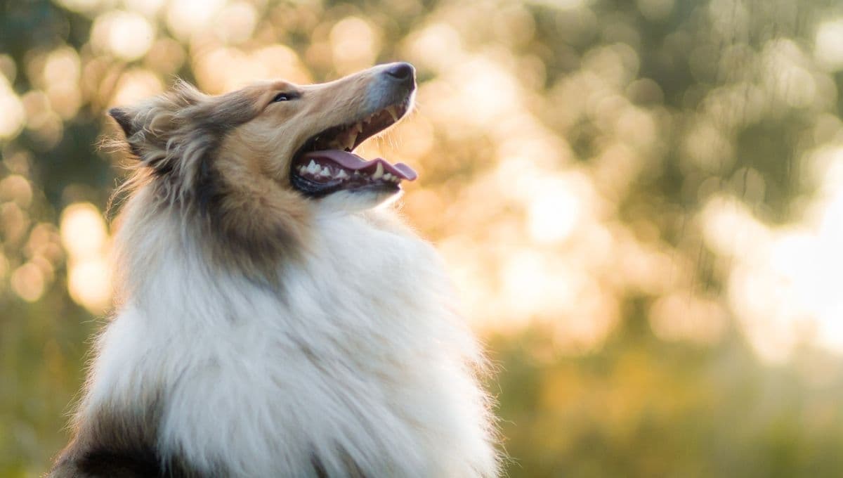 ¿Qué son 15 minutos de estimulación mental para perros y por qué son importantes?