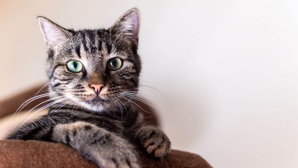 ¿Cómo mantener caliente a un gato en invierno dentro de casa?