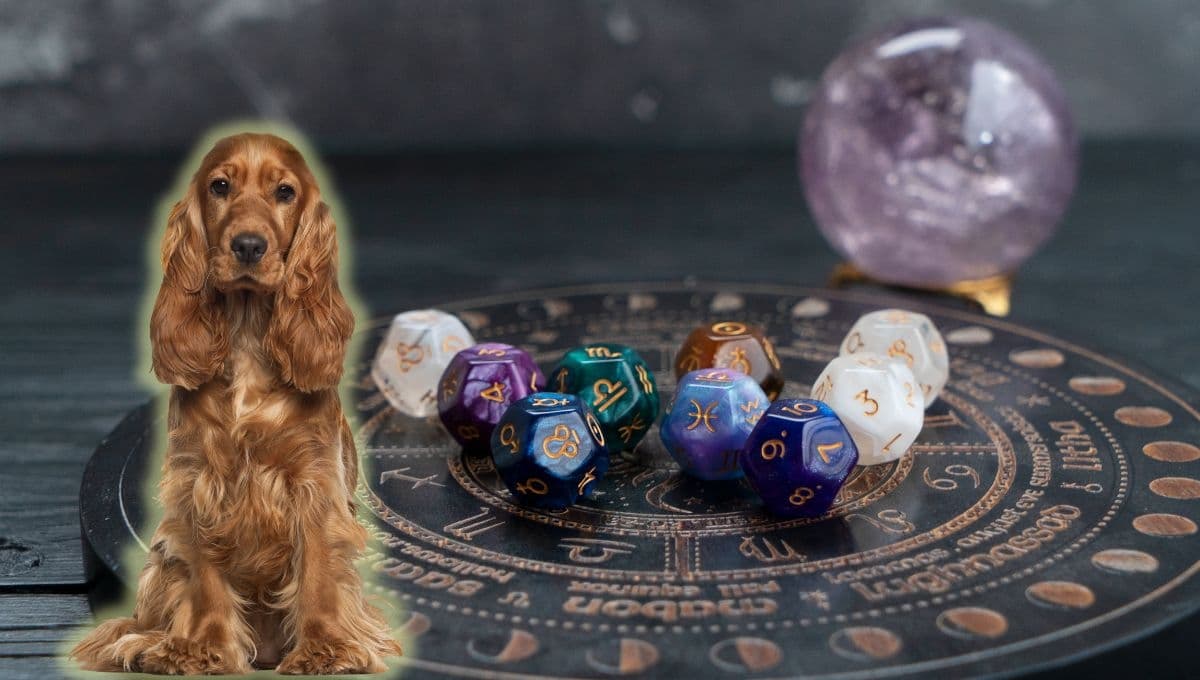 Horóscopo de tu perro: Las predicciones para tu lomito hoy viernes 6 de diciembre