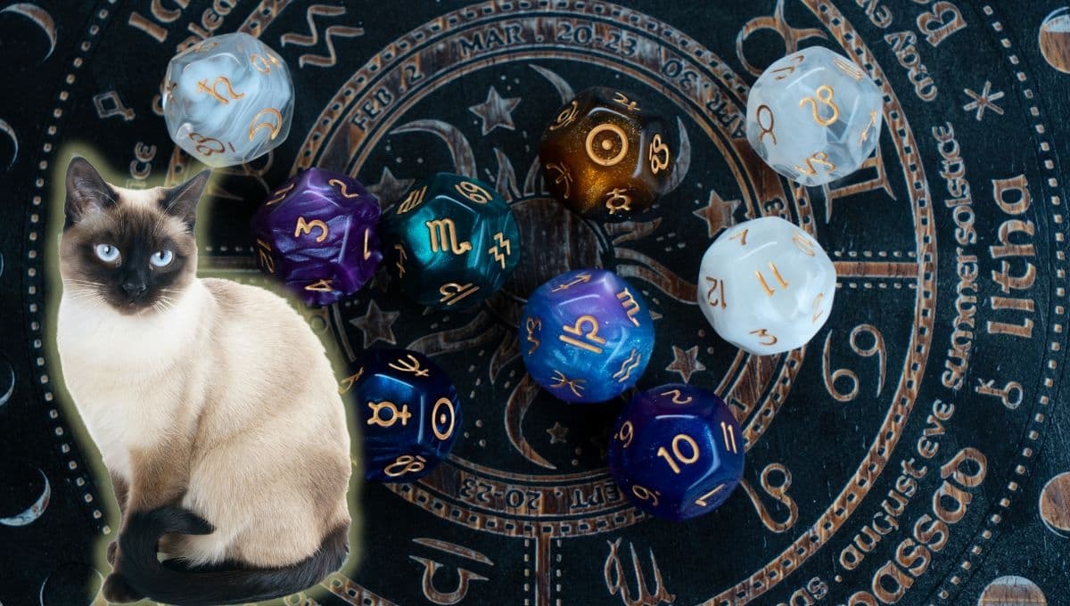 Horóscopo de tu gato: Las predicciones para tu michi hoy viernes 6 de diciembre