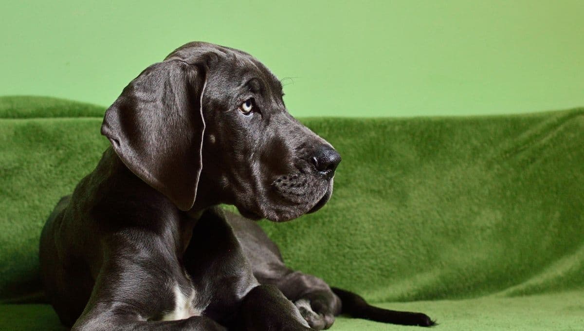 ¿Cómo proteger a los perritos de los cuetes?