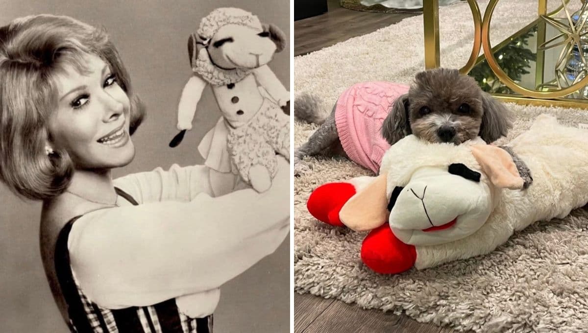 La historia de Lamb Chop, el juguete para perros que es un éxito para los lomitos