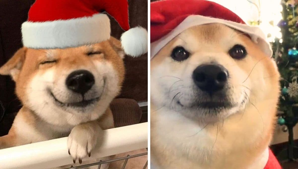 5 memes de perritos navideños para desear Feliz Navidad a tu familia