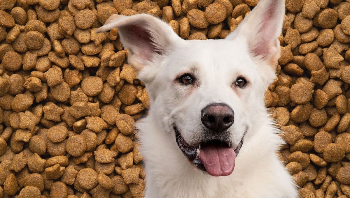 Croquetas para perro que no tienen pollo