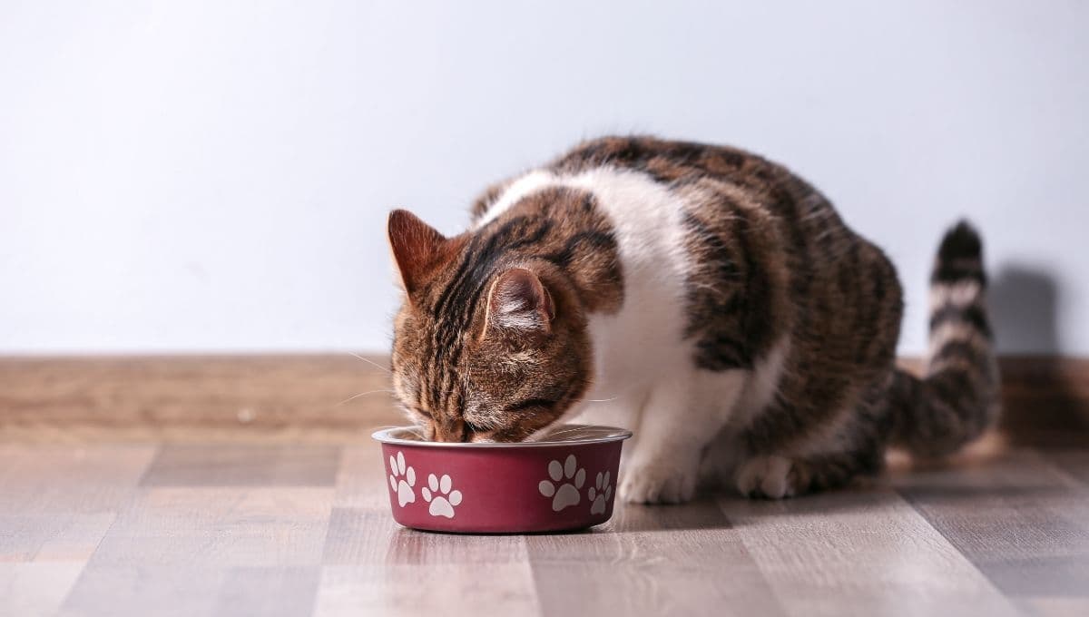 ¿Qué le puedo dar de comer a mi gato si tiene problemas renales?