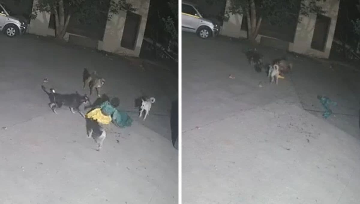 Perros callejeros atacan a anciana y la dejan grave en el hospital | VIDEO