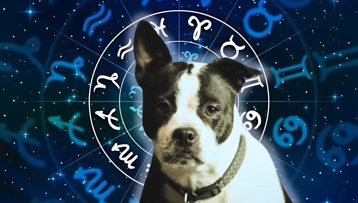 Horóscopo de tu perro: Las predicciones para tu lomito hoy  domingo 15 de diciembre