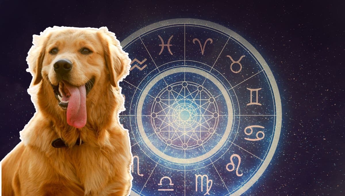 Horóscopo de tu perro: Las predicciones para tu lomito hoy martes 10 de diciembre