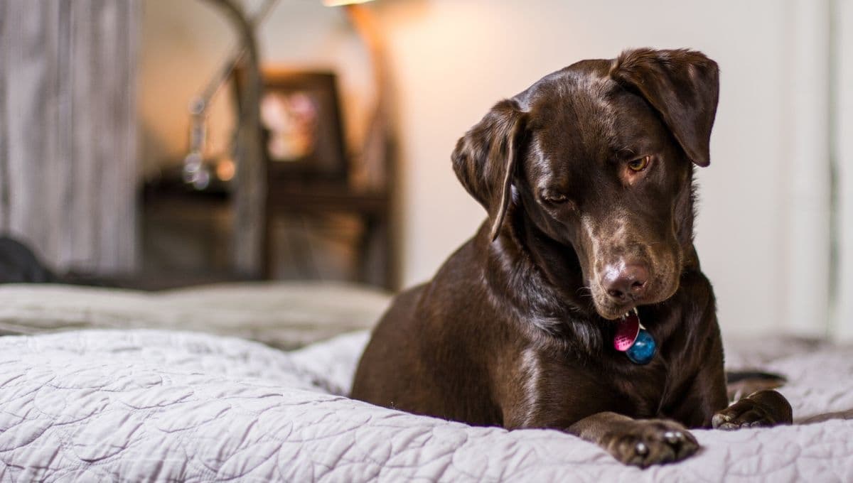 Mi perro comió chocolate, ¿qué le puedo dar?