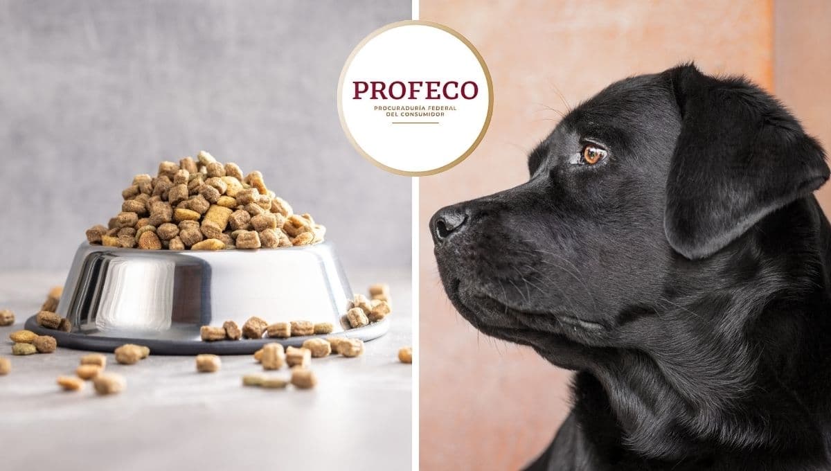 Marcas de croquetas para perro que fueron REPROBADAS por Profeco