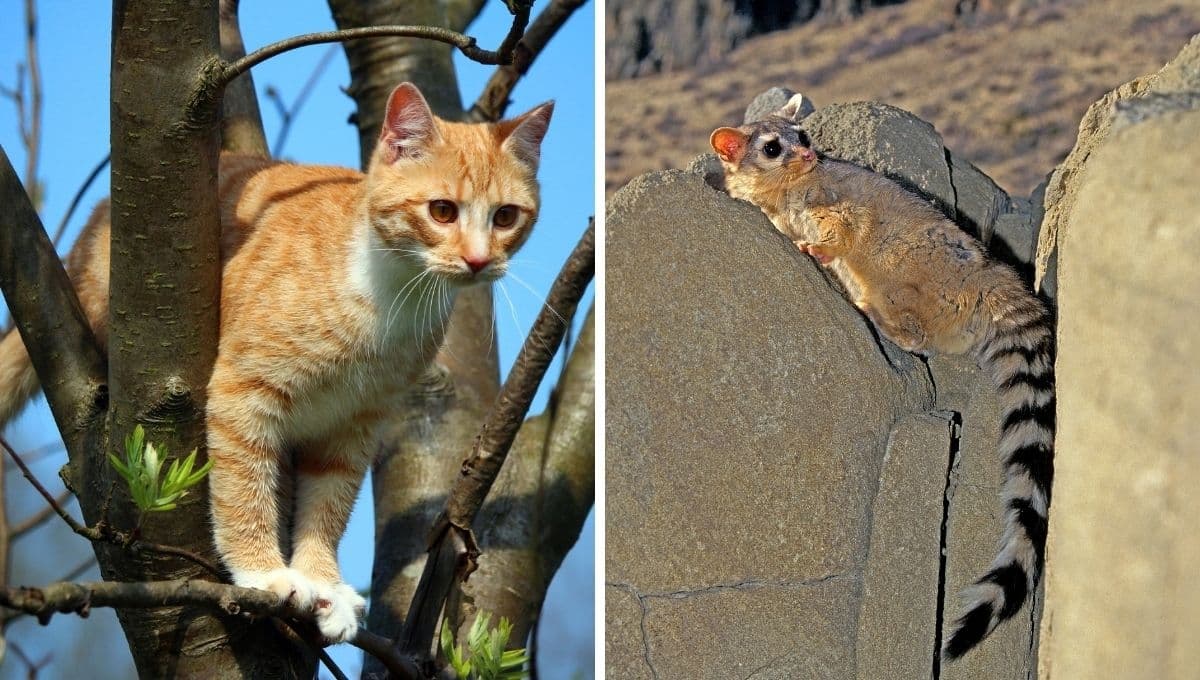Vecinos de Azcapotzalco en CDMX denuncian envenenamiento de gatos y cacomixtles