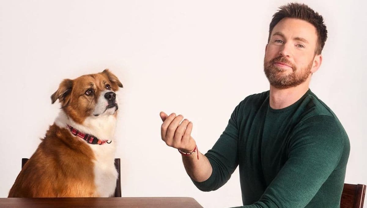 Conoce a Dodger, el perrito de Chris Evans con una hermosa historia de vida