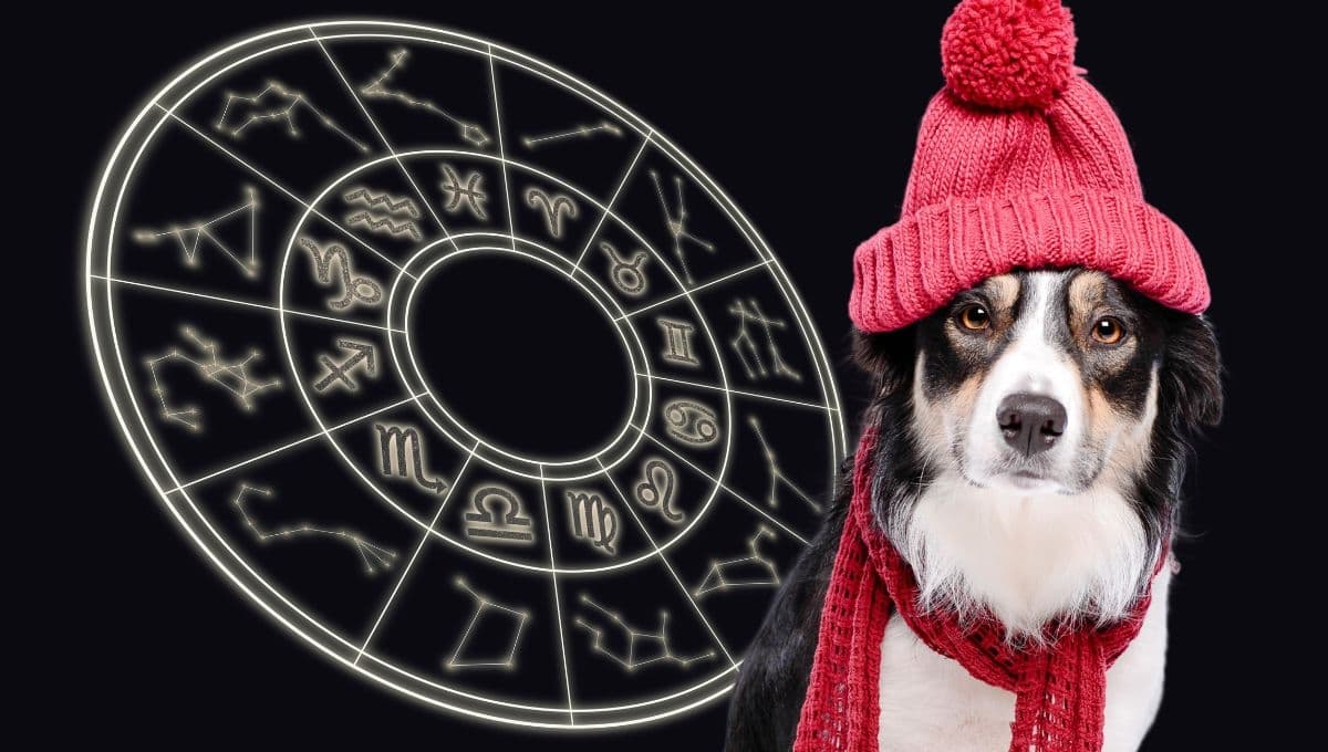 Horóscopo de tu perro: Las predicciones para tu lomito hoy miércoles 11 de diciembre
