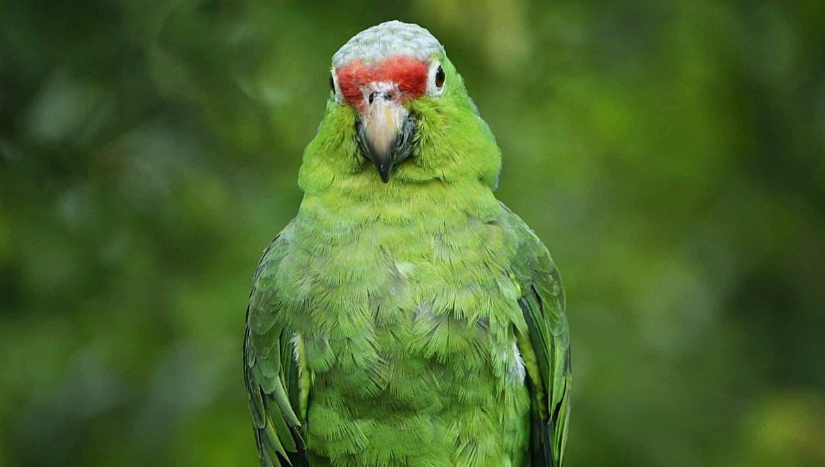 ¿Por qué mi loro se arranca las plumas?