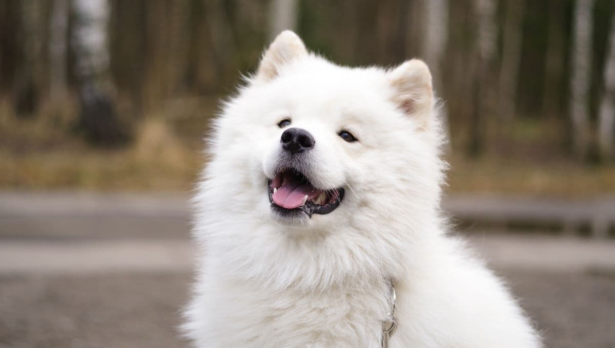 ¿Cómo dar un baño en seco a tu perro en tiempo de frío?