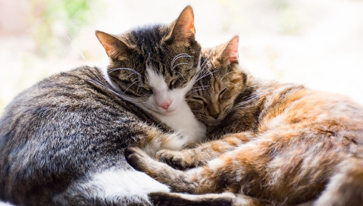 ¿Qué pasa si separo dos gatos que viven juntos?