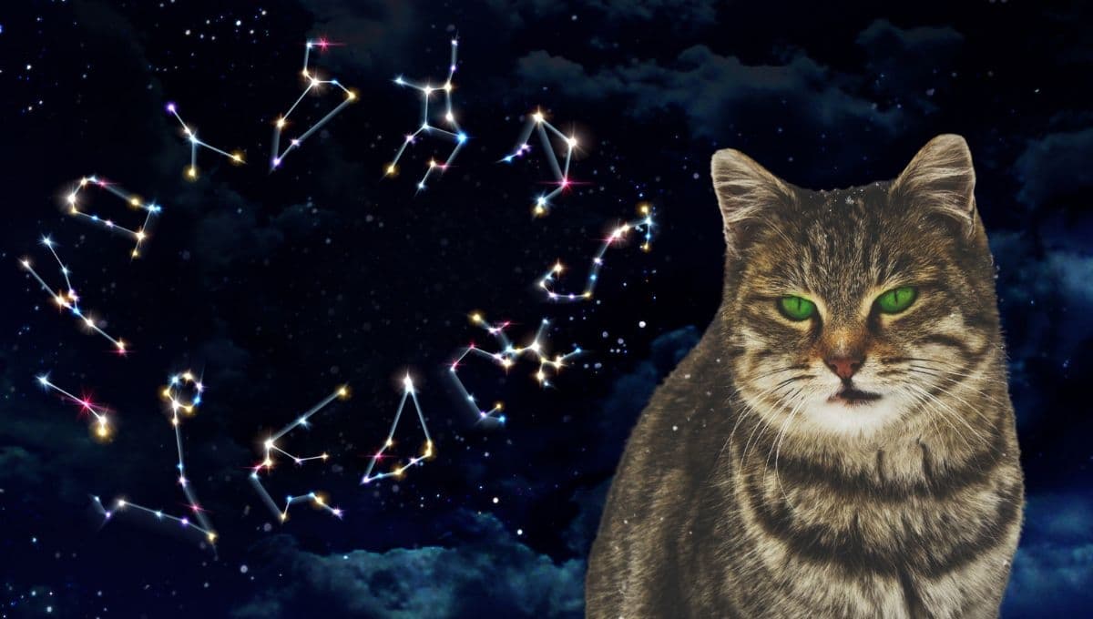 Horóscopo de tu gato: Las predicciones para tu michi hoy miércoles 11 de diciembre