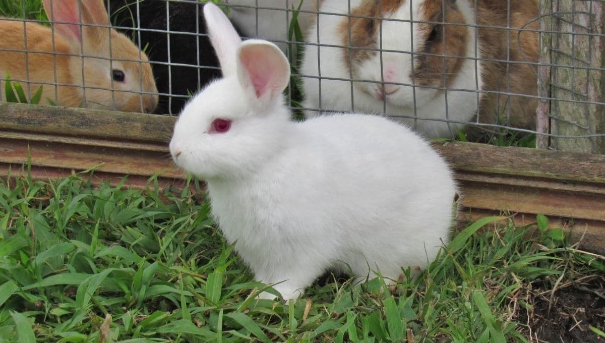 ¿Cómo saber si tiene frío mi conejo?