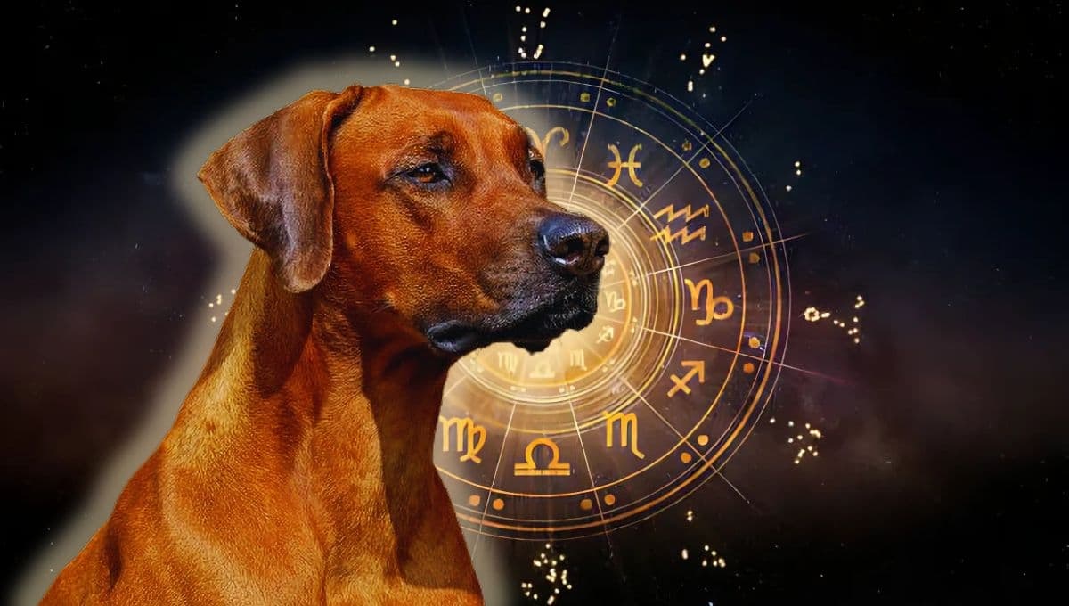 Horóscopo de tu perro: Las predicciones para tu lomito hoy lunes 16 de diciembre