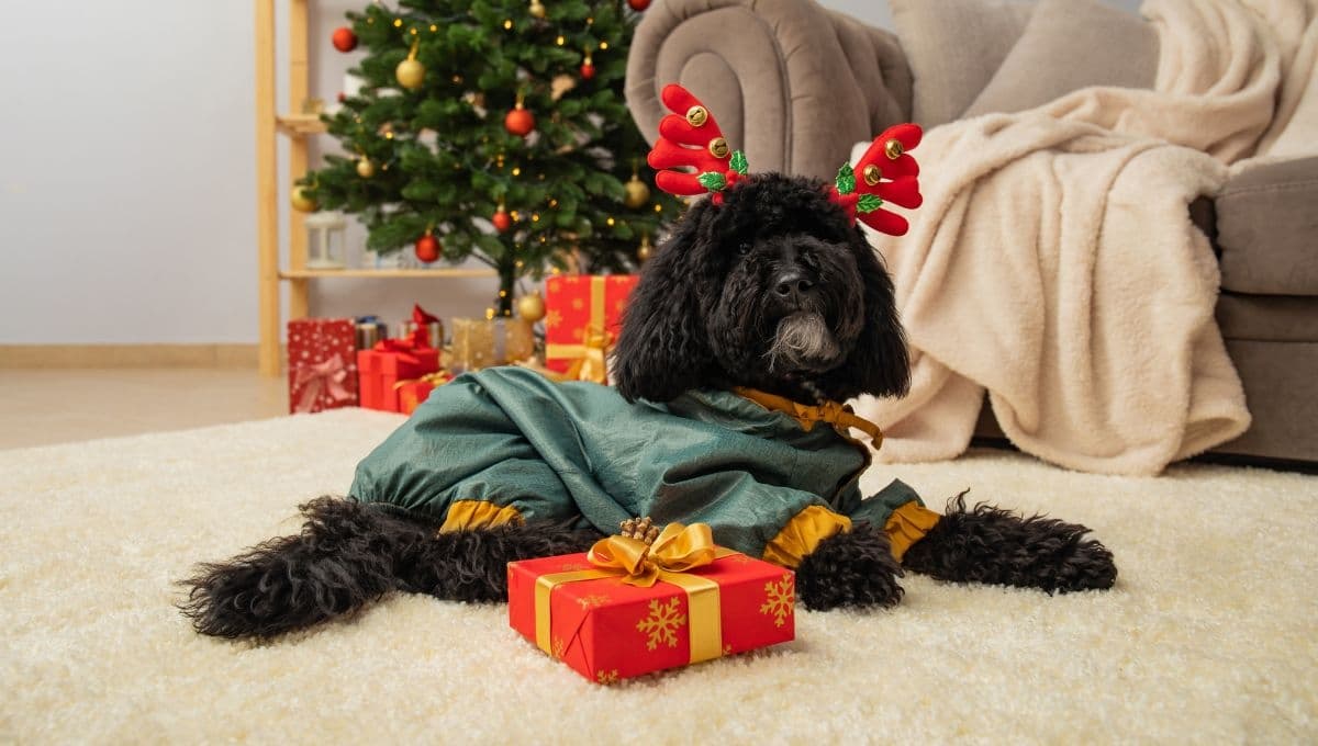 4 razones para NO regalar perros en navidad