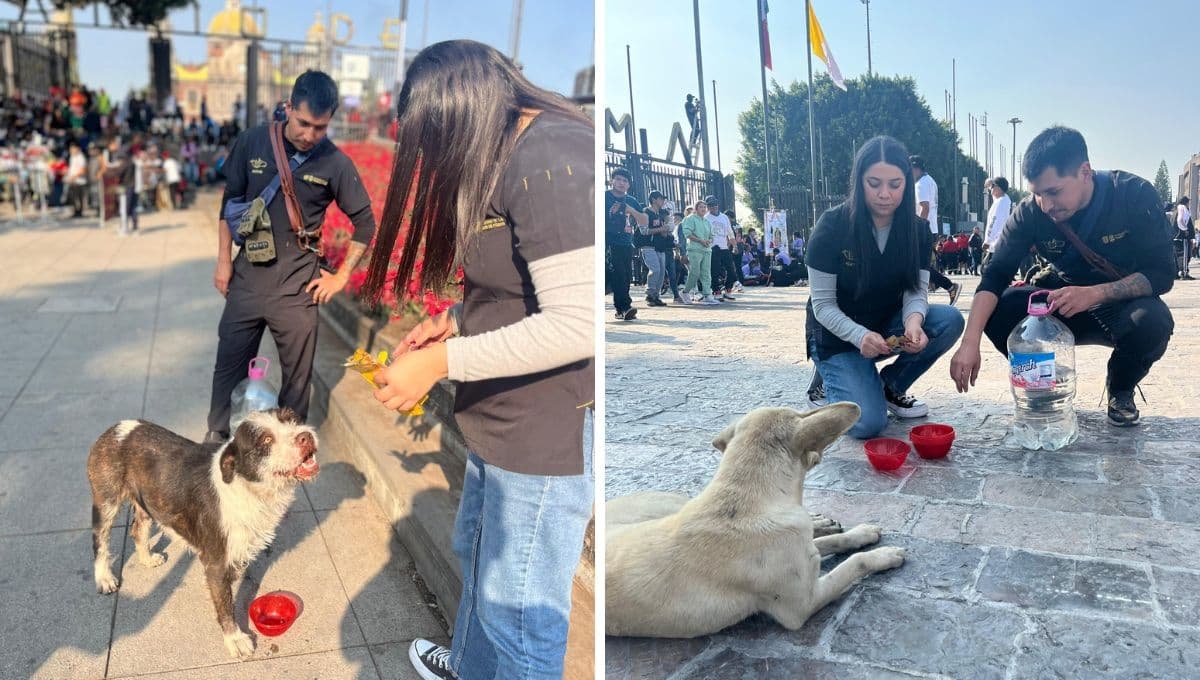 VIDEO: estudiantes dan agua y comida a perritos de la calle en la Basílica de Guadalupe