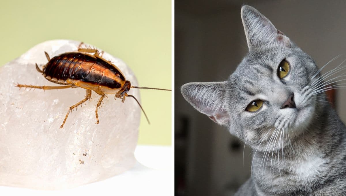 Esto es lo que le pasa a tu gato se come cucarachas