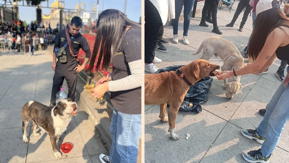 Perros en la Basílica de Guadalupe reciben atención veterinaria y cuidados este 2024